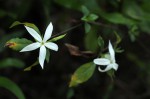 Leptactina delagoensis subsp. delagoensis