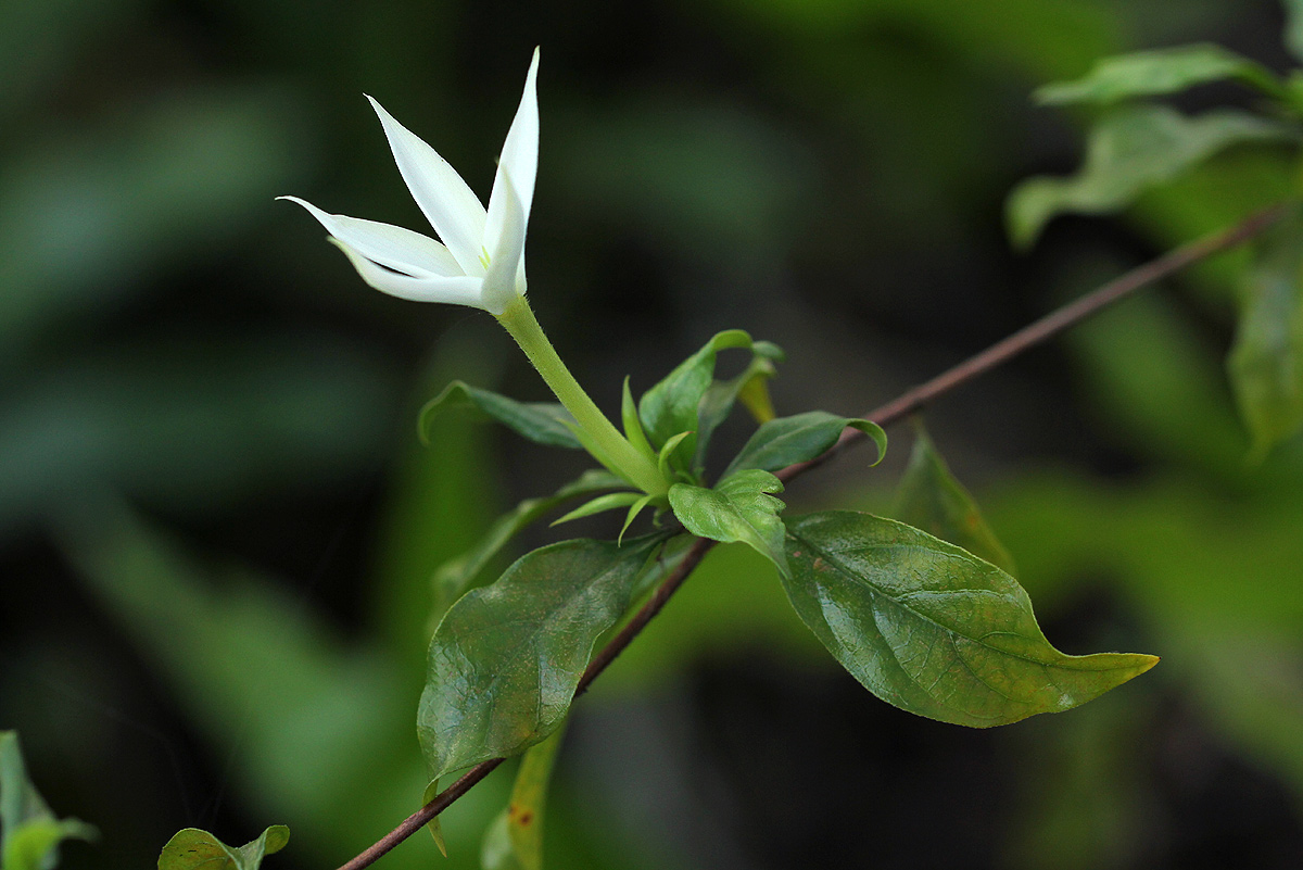Leptactina delagoensis subsp. delagoensis