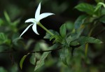 Leptactina delagoensis subsp. delagoensis