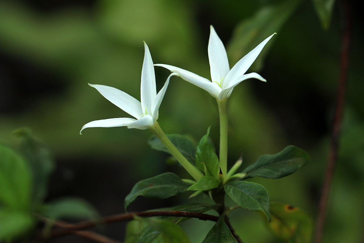 Leptactina delagoensis subsp. delagoensis