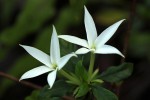 Leptactina delagoensis subsp. delagoensis