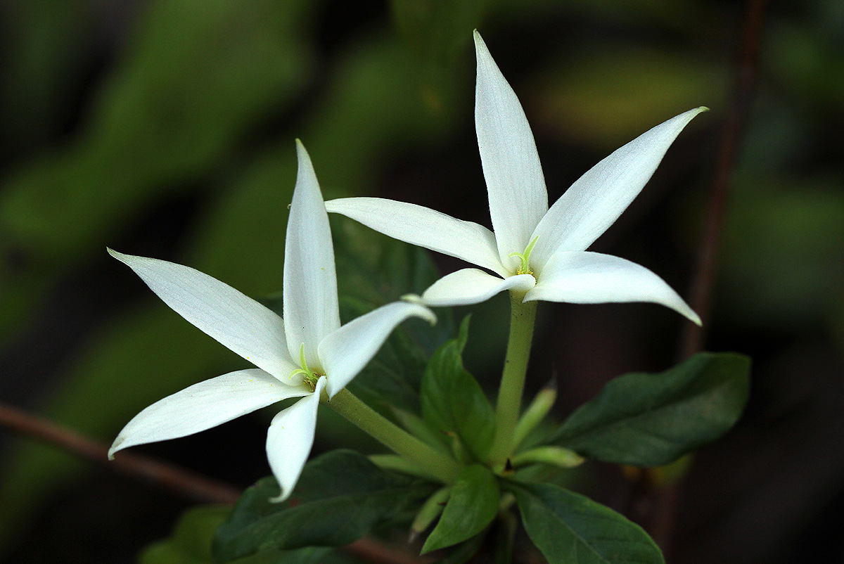 Leptactina delagoensis subsp. delagoensis
