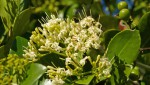 Coptosperma littorale
