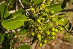 Coptosperma littorale