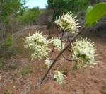 Coptosperma littorale