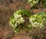 Coptosperma littorale