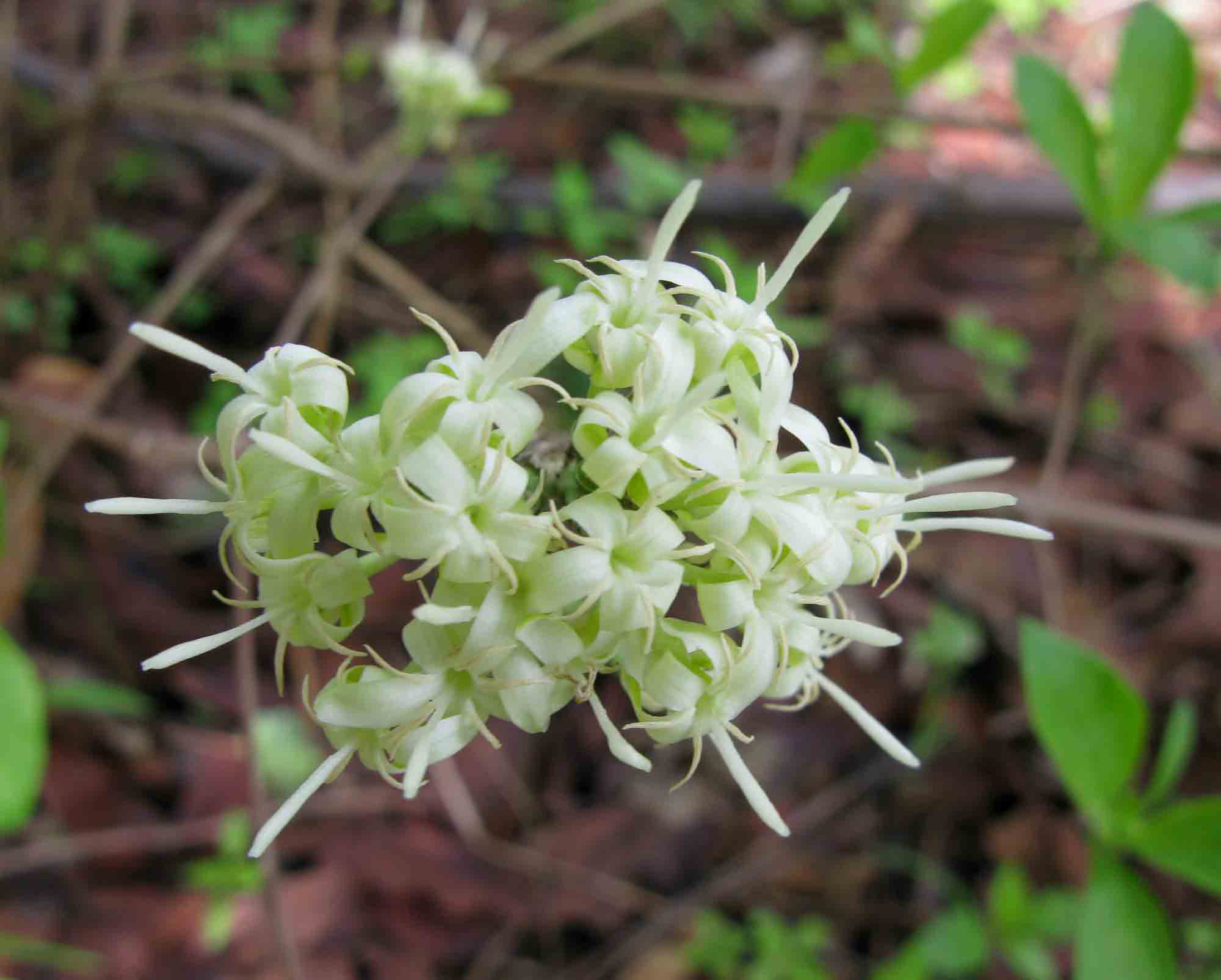 Tarenna luteola