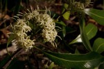 Coptosperma neurophyllum