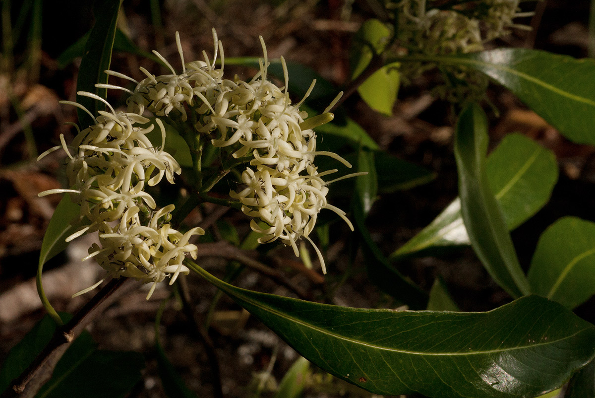 Coptosperma neurophyllum