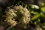 Coptosperma neurophyllum