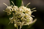 Coptosperma neurophyllum