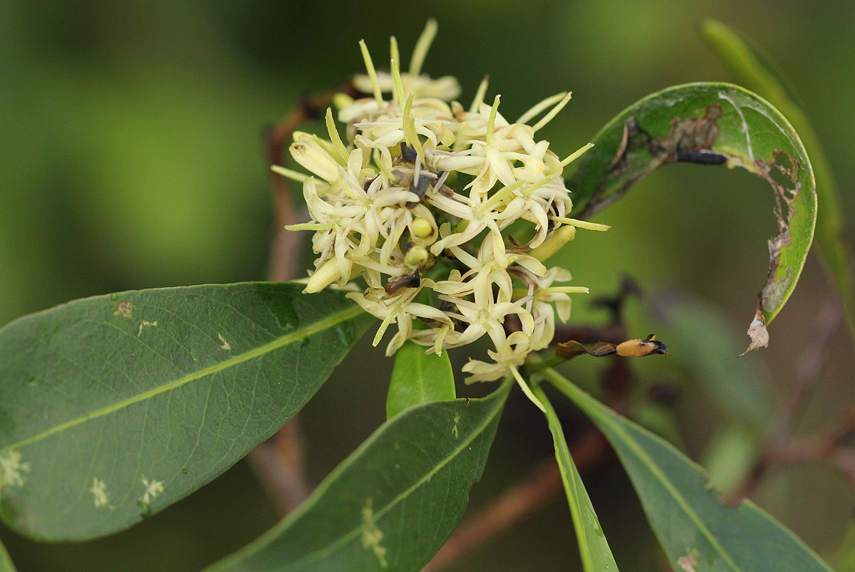 Coptosperma neurophyllum