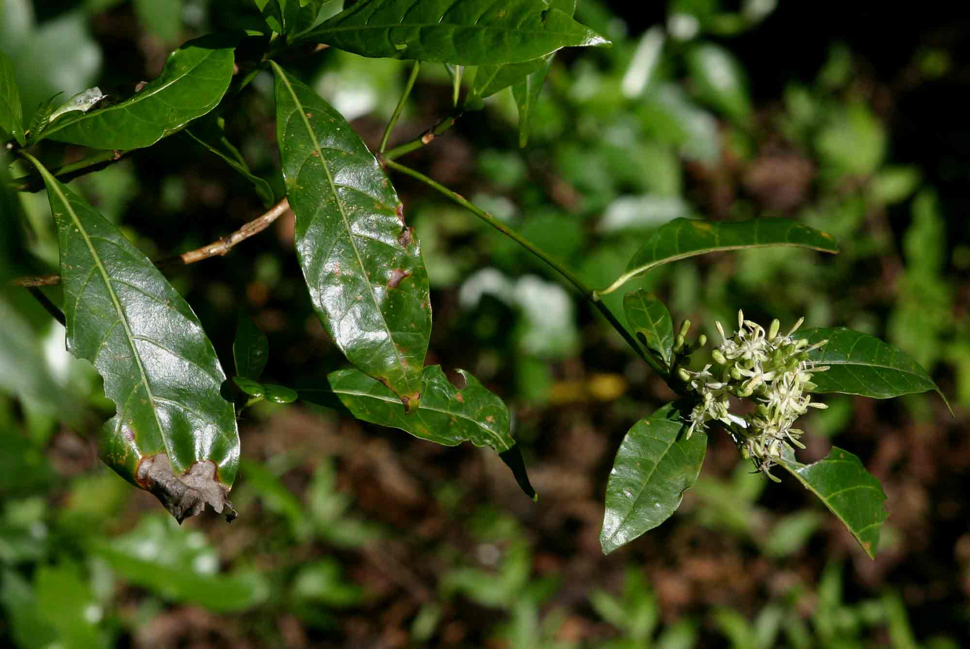 Tarenna pavettoides subsp. affinis