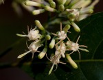 Tarenna pavettoides subsp. affinis