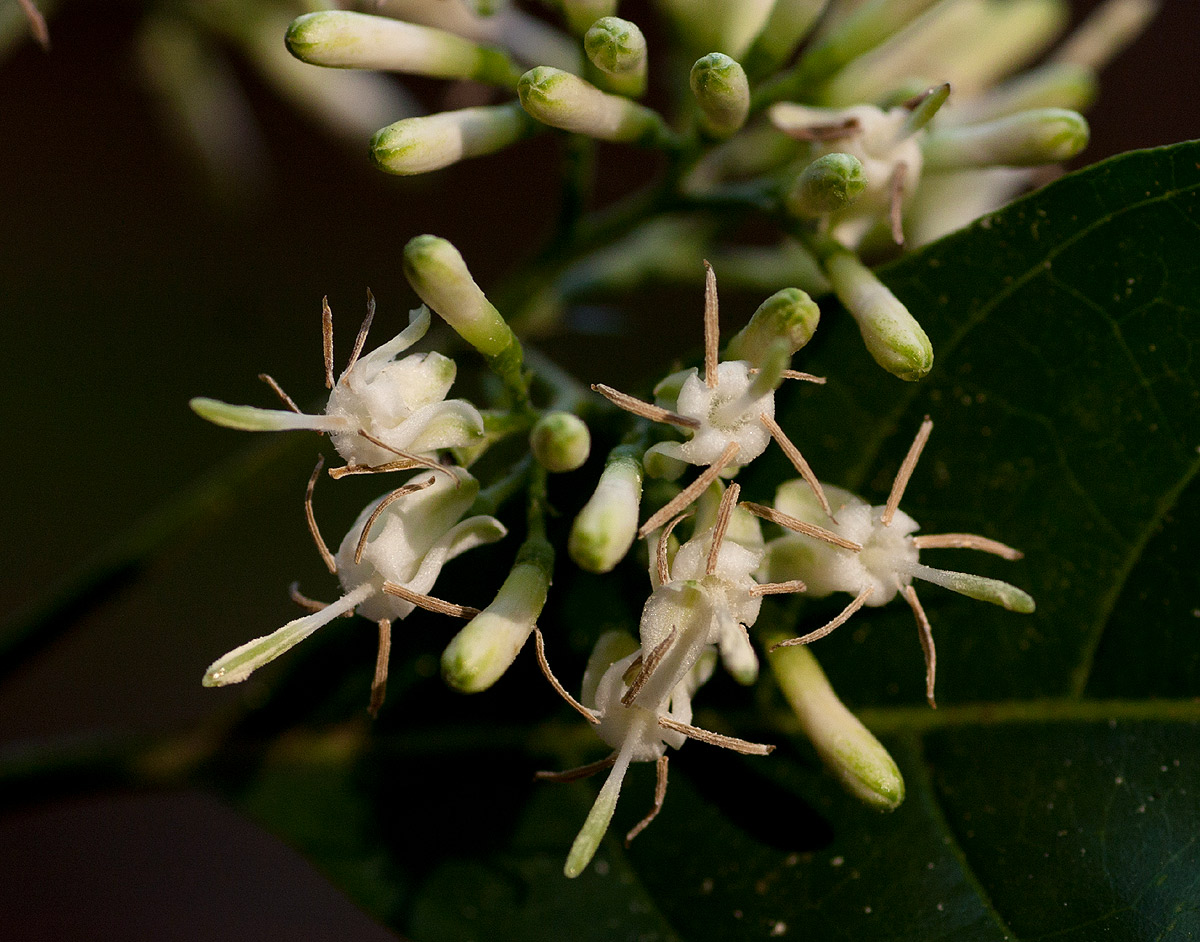 Tarenna pavettoides subsp. affinis