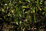 Tarenna pavettoides subsp. affinis