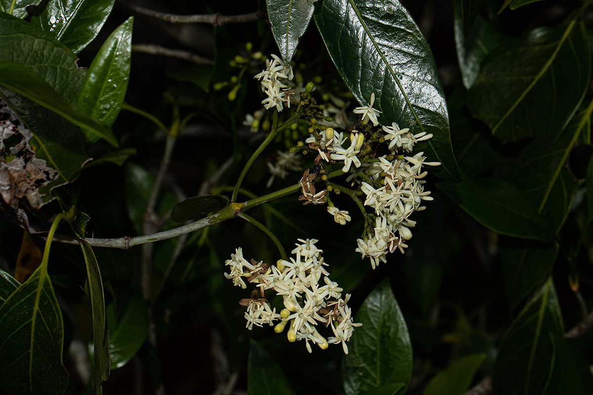 Tarenna pavettoides subsp. affinis