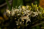 Tarenna pavettoides subsp. affinis