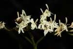 Tarenna pavettoides subsp. affinis
