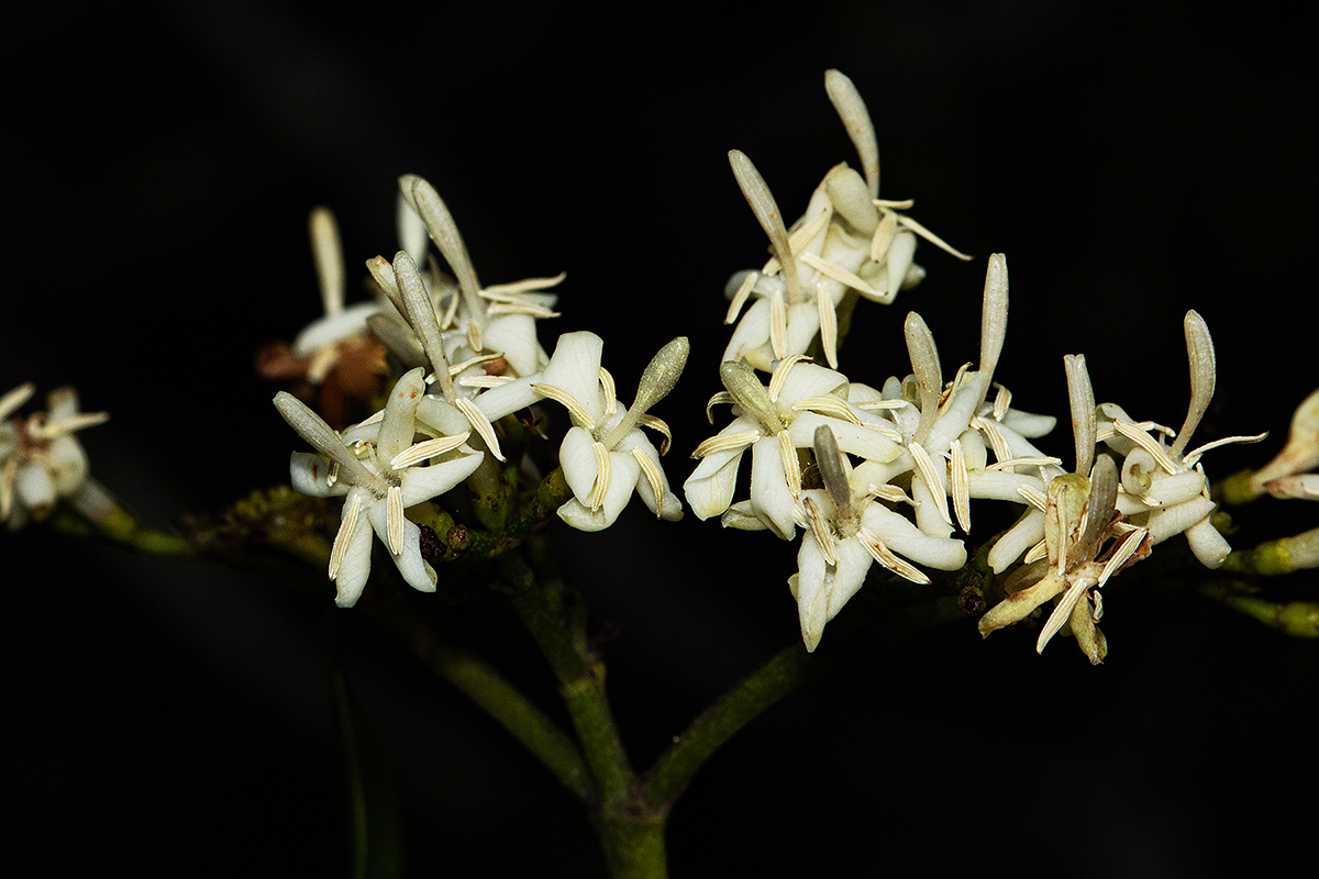 Tarenna pavettoides subsp. affinis