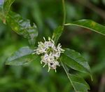 Tarenna pavettoides subsp. affinis