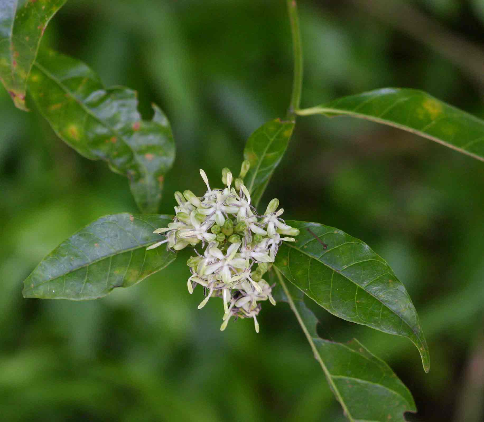 Tarenna pavettoides subsp. affinis