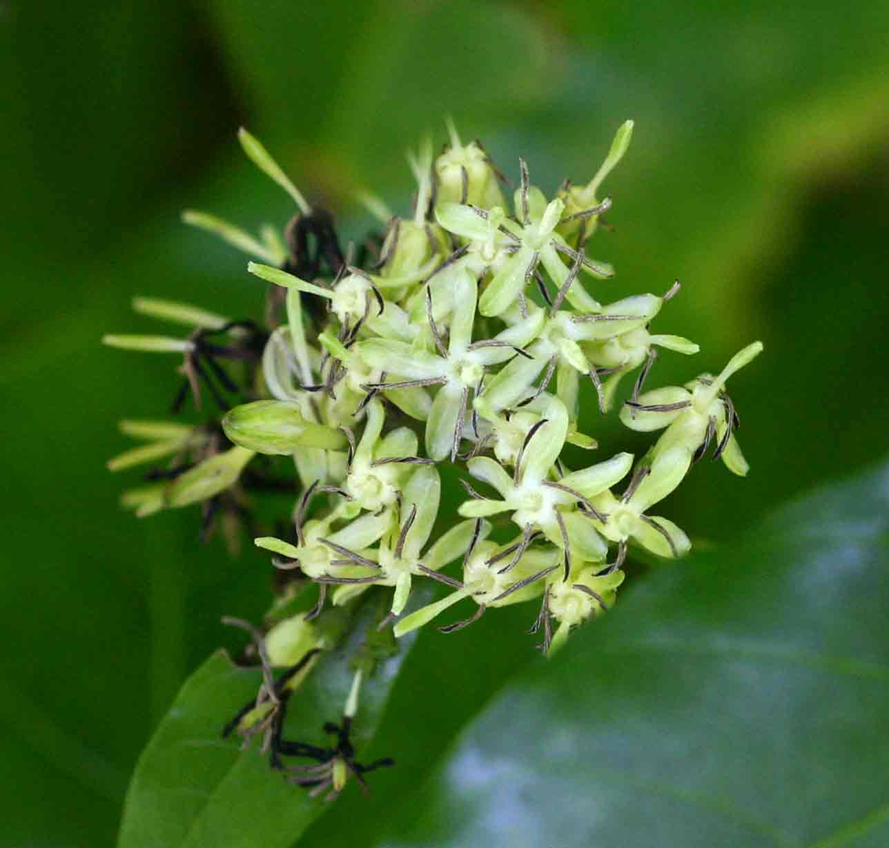 Tarenna pavettoides subsp. affinis