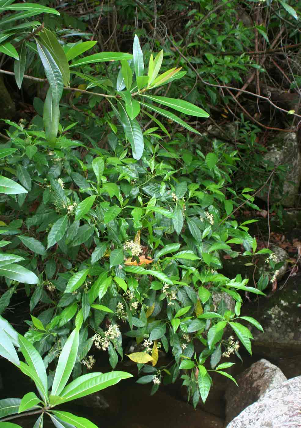 Tarenna pavettoides subsp. affinis