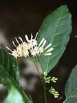 Tarenna pavettoides subsp. affinis