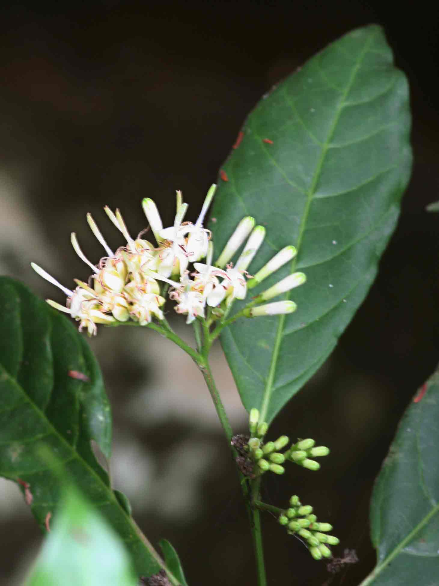 Tarenna pavettoides subsp. affinis