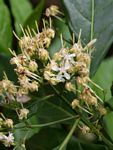 Tarenna pavettoides subsp. affinis