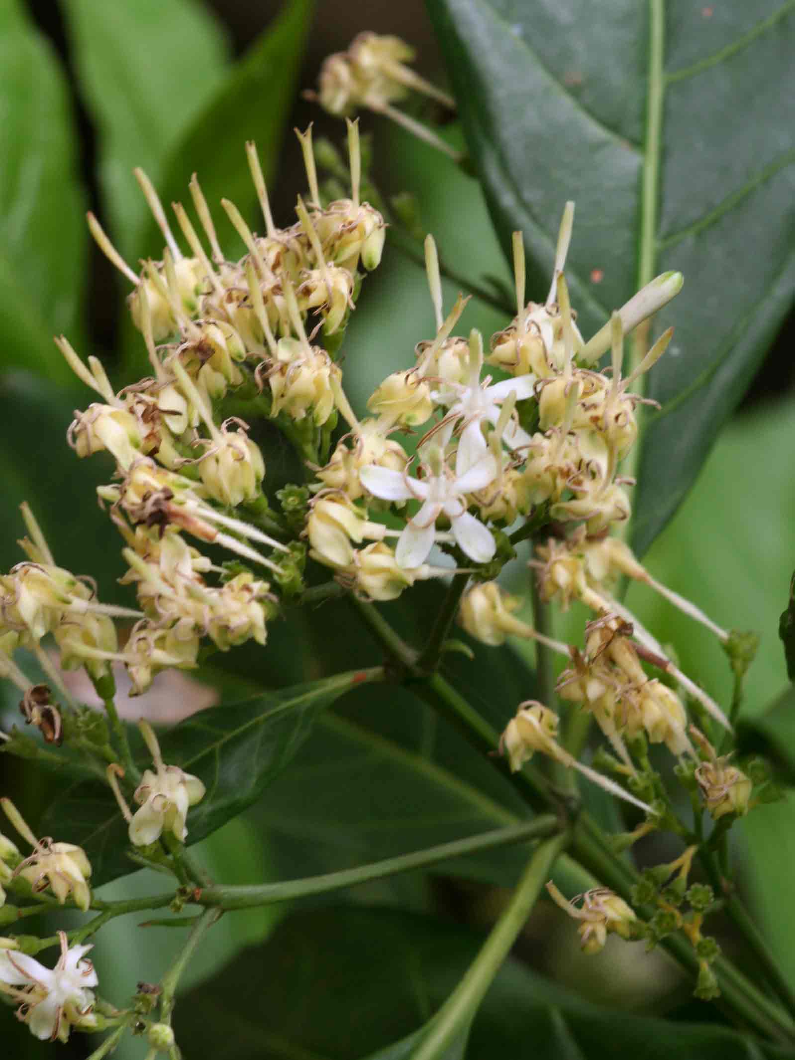 Tarenna pavettoides subsp. affinis
