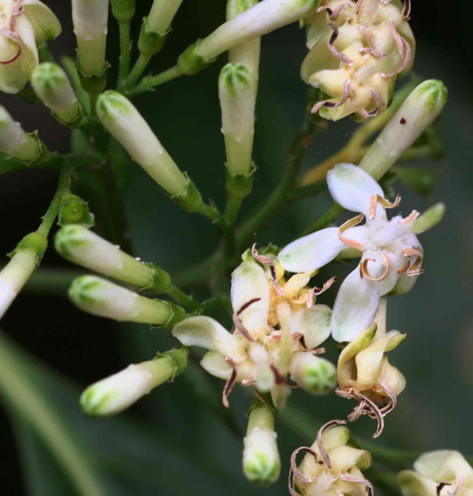 Tarenna pavettoides subsp. affinis