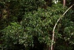 Tarenna pavettoides subsp. affinis
