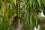 Coptosperma supra-axillare
