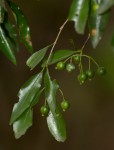 Coptosperma supra-axillare