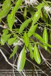 Coptosperma supra-axillare
