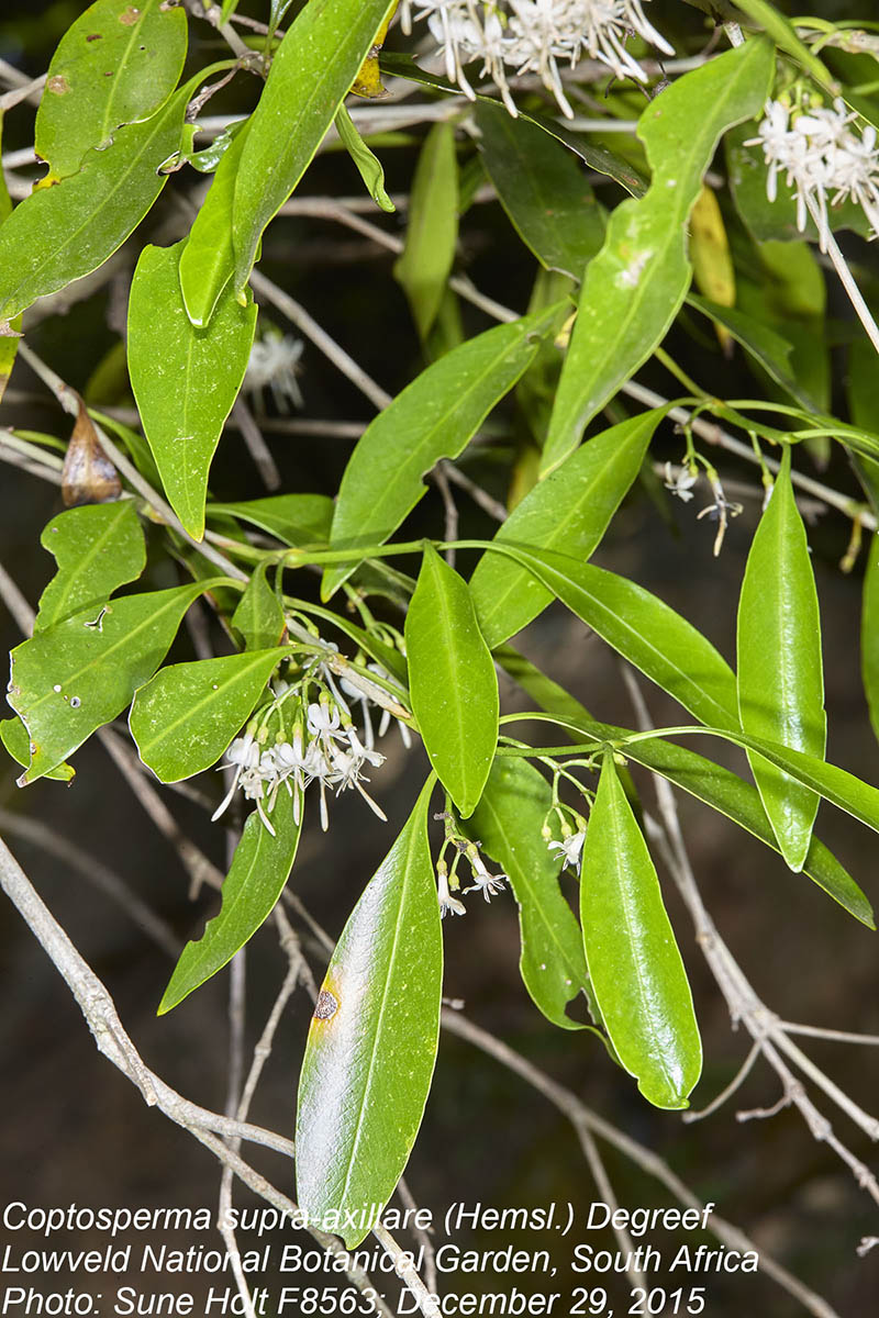 Coptosperma supra-axillare