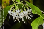 Coptosperma supra-axillare