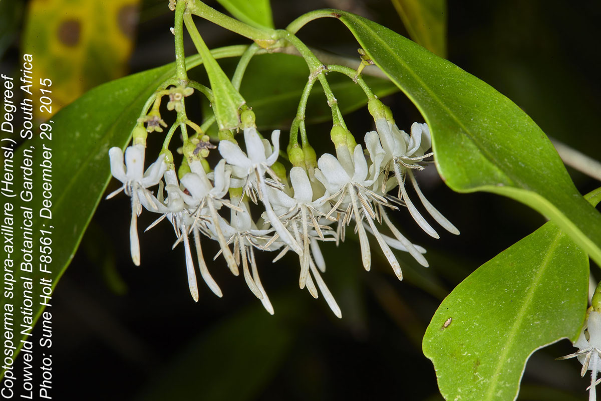 Coptosperma supra-axillare