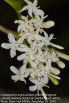 Coptosperma supra-axillare