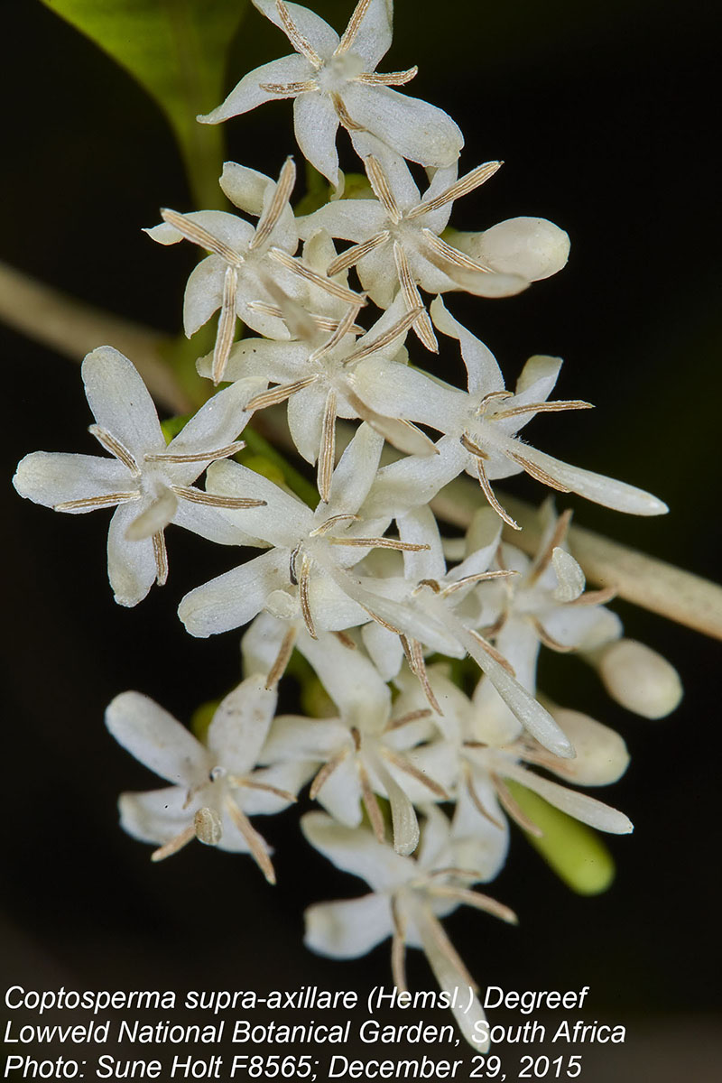 Coptosperma supra-axillare