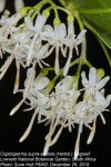 Coptosperma supra-axillare