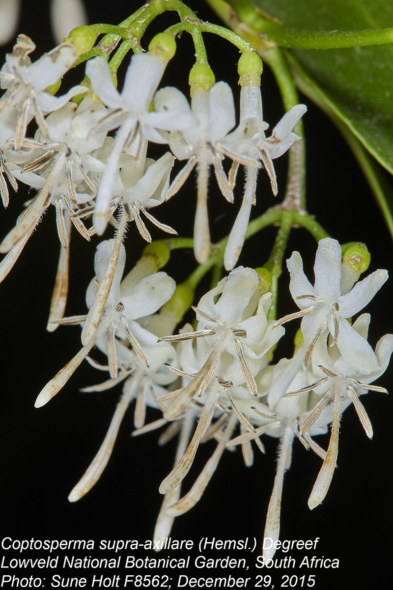 Coptosperma supra-axillare