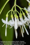 Coptosperma supra-axillare