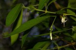 Coptosperma supra-axillare