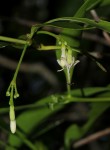 Coptosperma supra-axillare