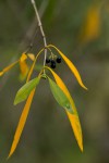 Coptosperma supra-axillare