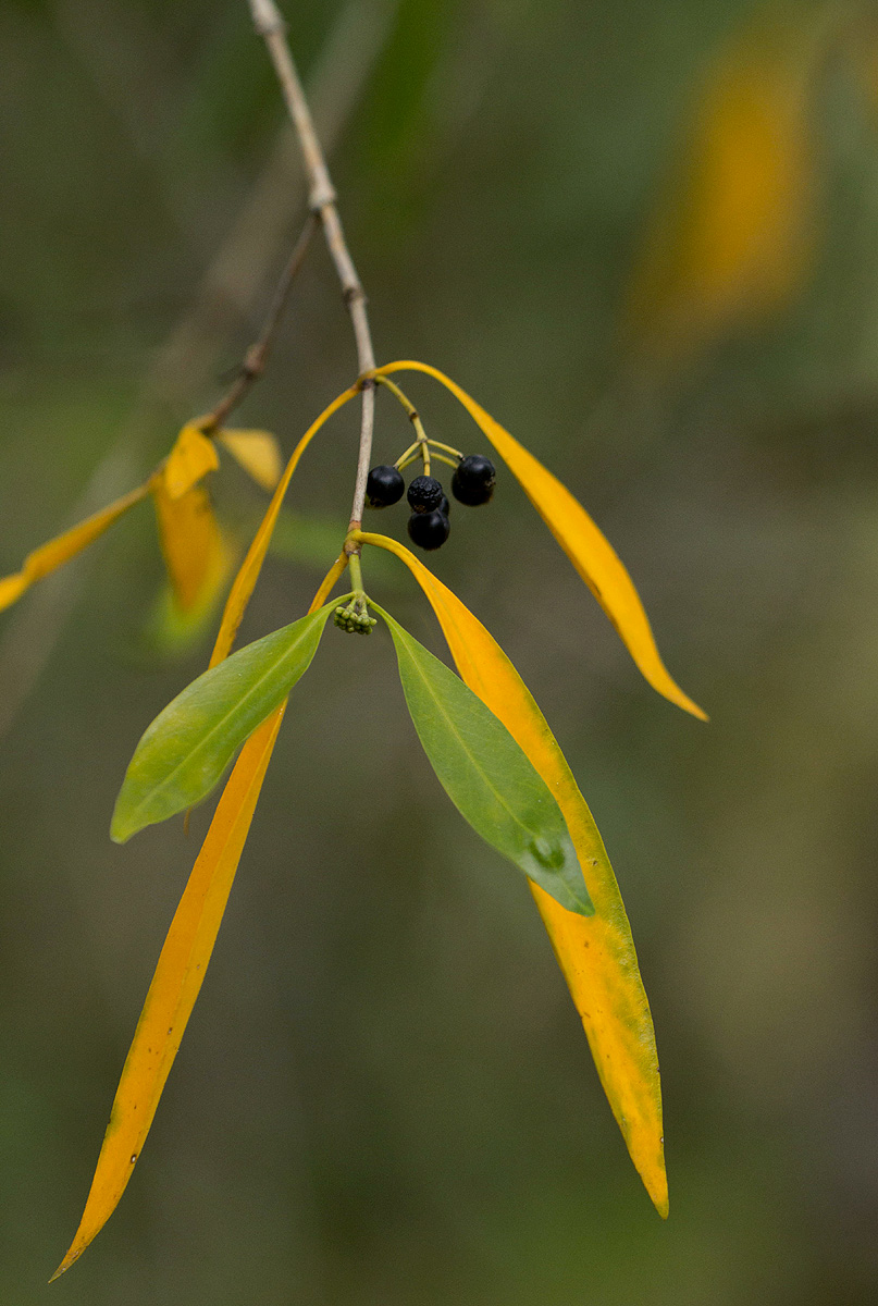 Coptosperma supra-axillare