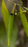Coptosperma supra-axillare